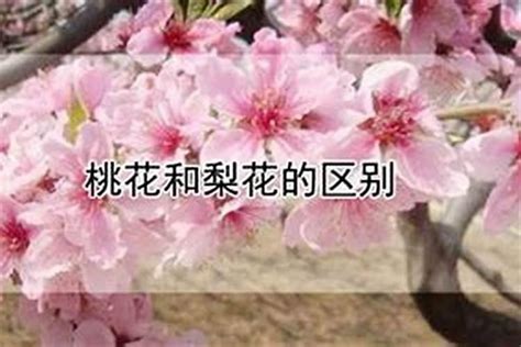 紅艷桃花查詢|【紅艷桃花查詢】紅豔桃花查法 